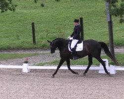 dressage horse Patrizia 71 (Trakehner, 2004, from K2 T)