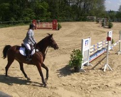 jumper Eiskoenigin II (Trakehner, 2001, from Grand Prix)