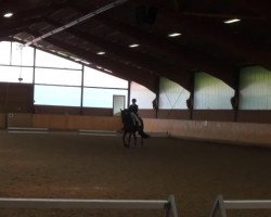 dressage horse Antaeus 28 (Trakehner, 2003, from Checkpoint)