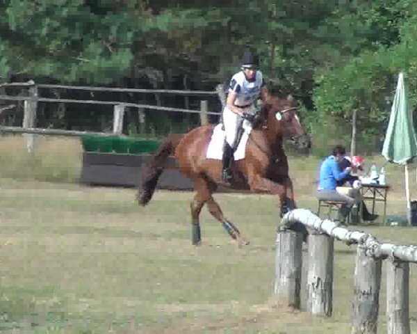 jumper Concordia III (Trakehner, 2005, from Connery)