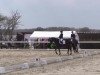 dressage horse Mack the knife (Trakehner, 2001, from Buddenbrock)