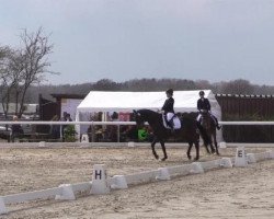 dressage horse Mack the knife (Trakehner, 2001, from Buddenbrock)