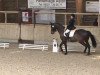 dressage horse Pretender 17 (Trakehner, 2001, from Buddenbrock)