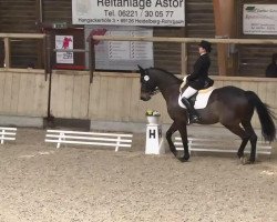 dressage horse Pretender 17 (Trakehner, 2001, from Buddenbrock)