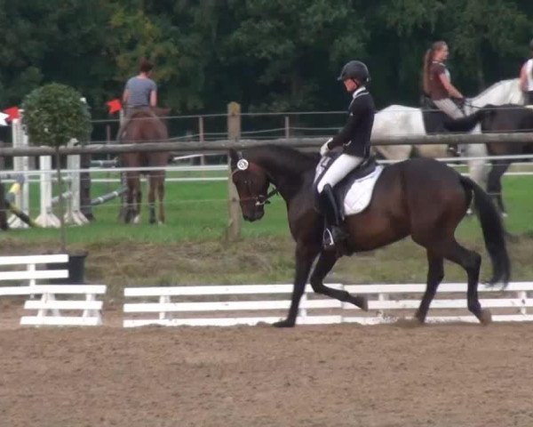 dressage horse Shirinus (Trakehner, 2007, from Buddenbrock)