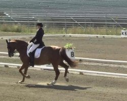 dressage horse Heaven Blue M (Trakehner, 2000, from Amelio)