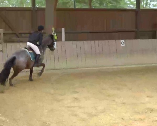 jumper Look at Latex (Trakehner, 2000, from Amelio)