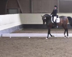 dressage horse Harams Kalif (Noble Warmblood, 2002, from Haram Ibn Halima ox)