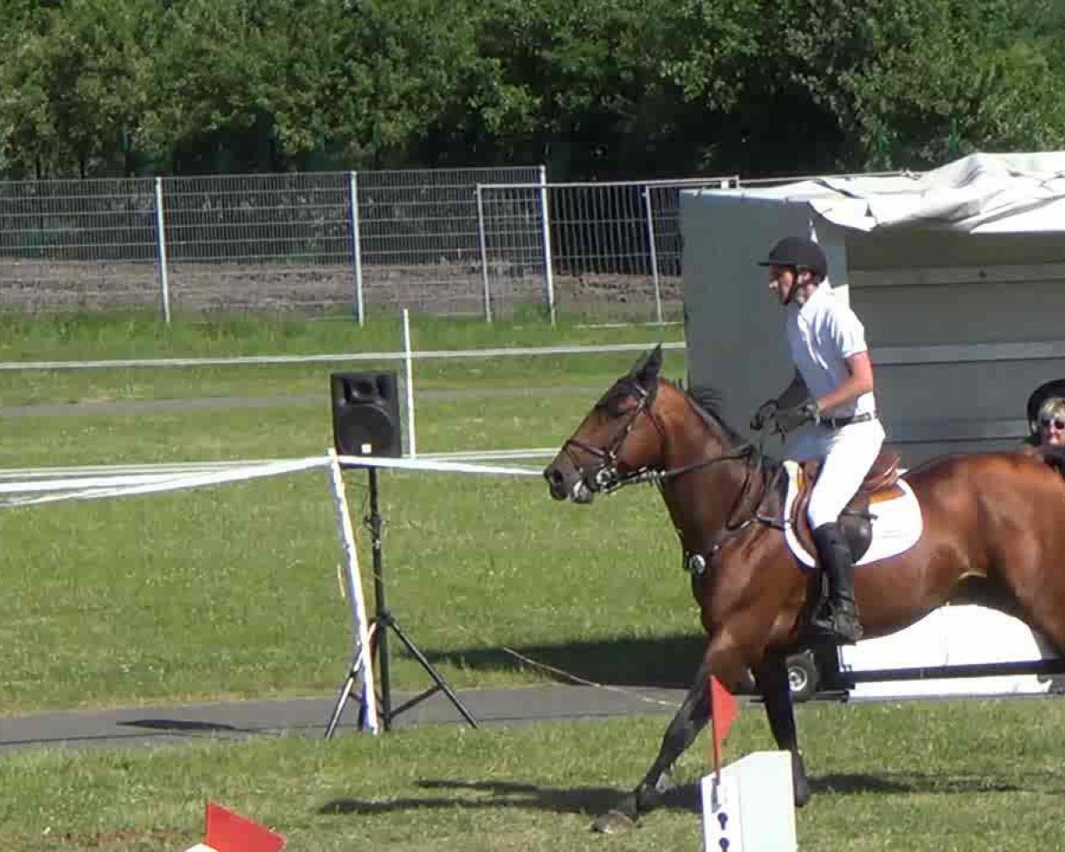 Deckhengst Cha Cha B Z (Zangersheide Reitpferd, 2005, von Chin Chin)