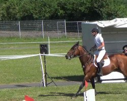 stallion Cha Cha B Z (Zangersheide riding horse, 2005, from Chin Chin)