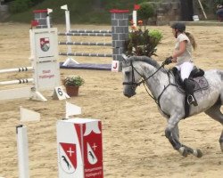 jumper Horsekontor's Captain Hermann Z (Zangersheide riding horse, 2005, from Chippendale Z)