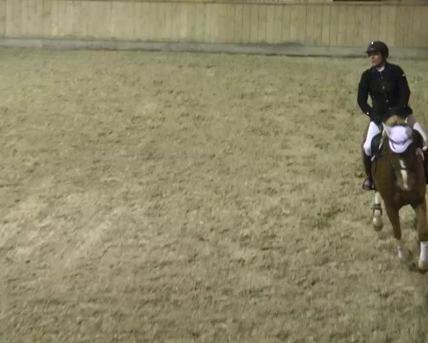 jumper Passepartout van Spalbeek (Zangersheide riding horse, 2000, from Perhaps van het Molenvondel)