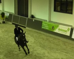 jumper Matine 9 (Hungarian Warmblood, 2000, from Le Matin)