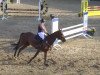 jumper Avviata (Italian Warmblood, 2002, from Don Albert Bon Dell'Orchidea)