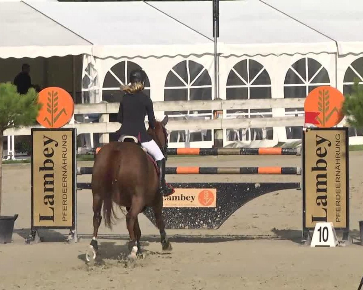 Springpferd Quinan Ag Z (Zangersheide Reitpferd, 2004, von Quidam's Rubin)