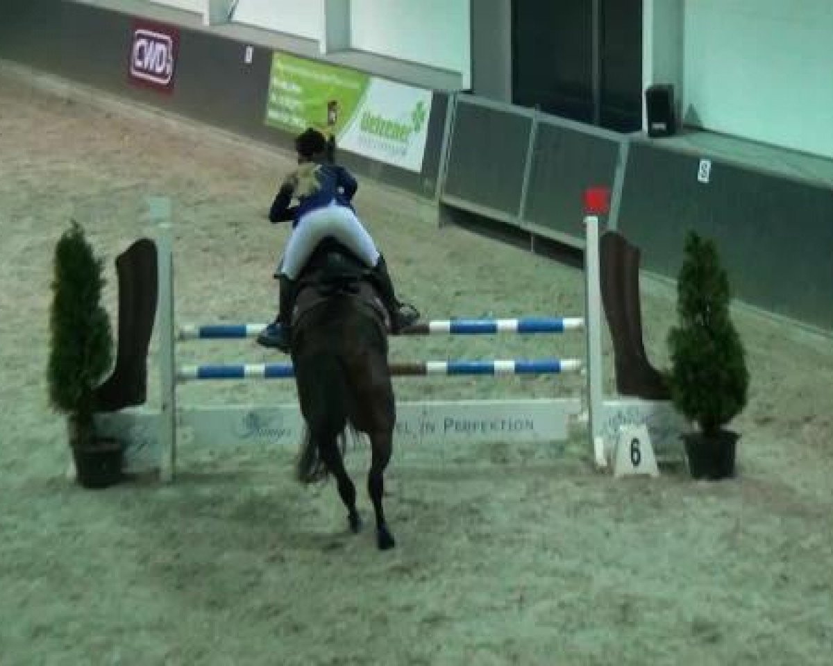 jumper Quinto 51 (Zangersheide riding horse, 2002, from Quincy Z)