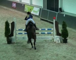 jumper Quinto 51 (Zangersheide riding horse, 2002, from Quincy (Omni Star))