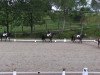 dressage horse Pascha 699 (unknown, 2004)