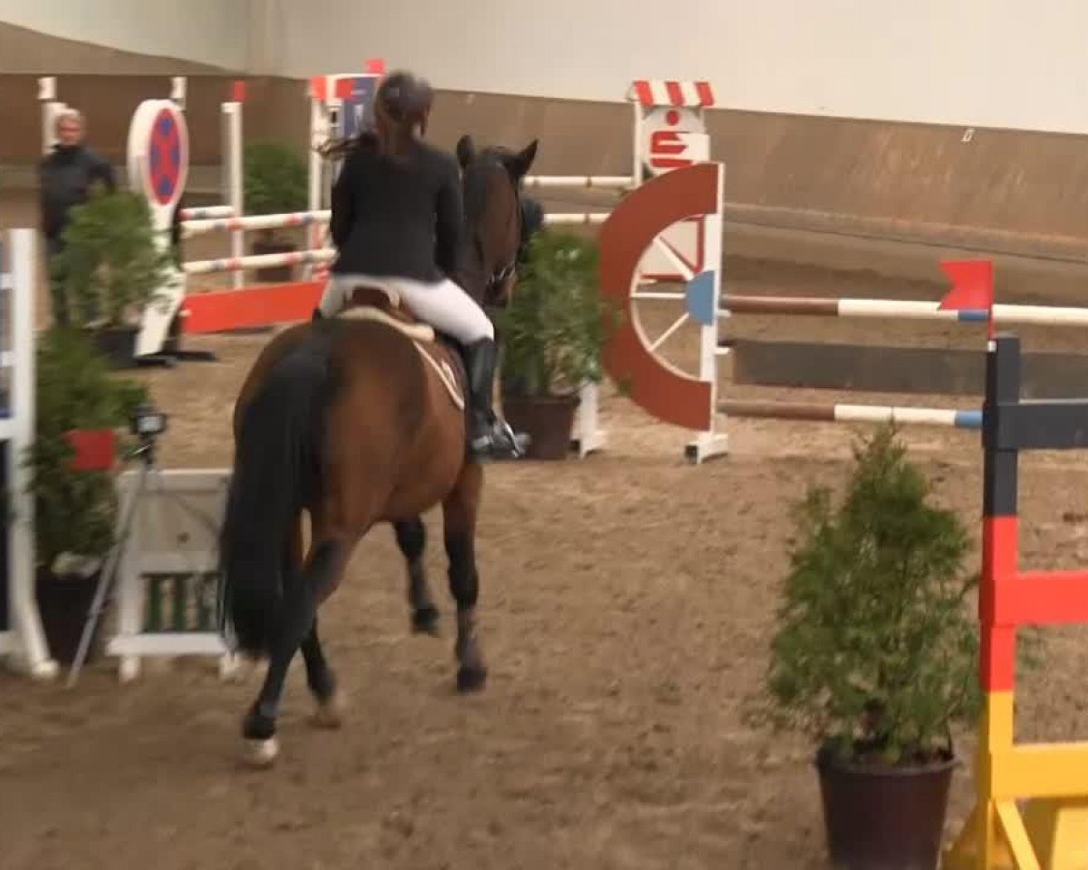 jumper Advent 20 (Hungarian Warmblood, 2001, from Advent)