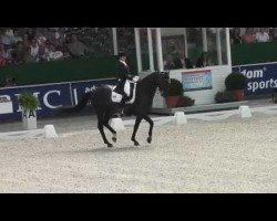 dressage horse Martini (Polish Warmblood, 2001, from Deryl)