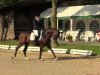 dressage horse Casmir's Spirit (Zangersheide riding horse, 2004, from Casmir Z)