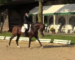 dressage horse Casmir's Spirit (Zangersheide riding horse, 2004, from Casmir Z)