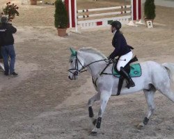 jumper King Arthur 9 (German Warmblood, 2005)