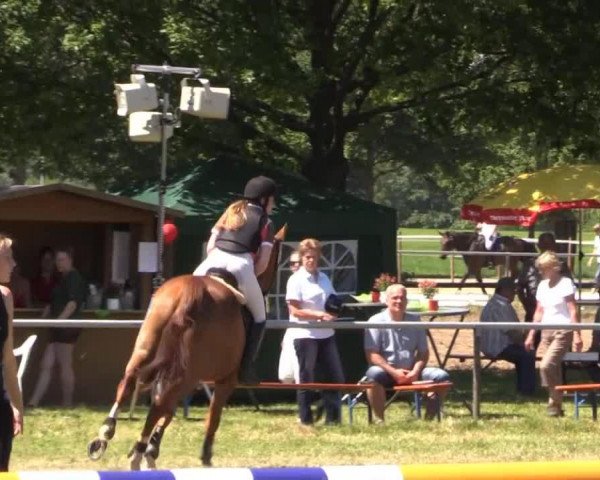 jumper Cabdul (Hungarian Warmblood, 2005, from Cabdula du Tillard)