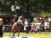 jumper Cabdul (Hungarian Warmblood, 2005, from Cabdula du Tillard)