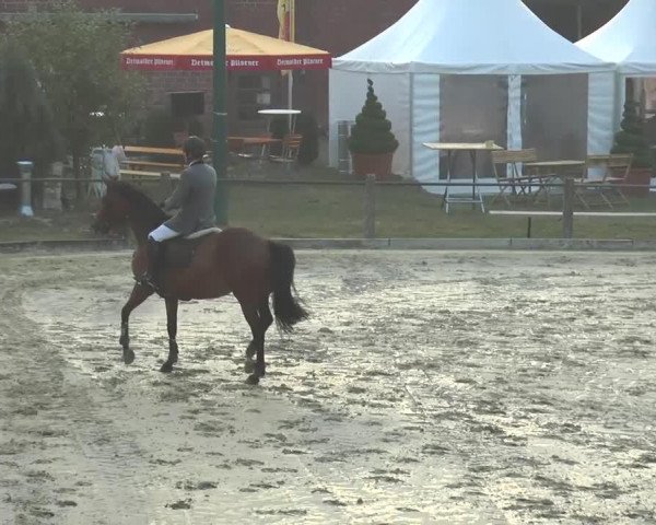 Pferd Lady Frou-Frou (KWPN (Niederländisches Warmblut), 2002, von Niveau)