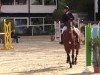 jumper Acobino (Zangersheide riding horse, 2004, from Acordelli)