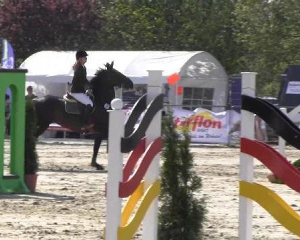 Zuchtstute Quick de Papignies (Zangersheide Reitpferd, 2000, von Quick Star)