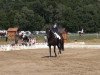 dressage horse Einstein 108 (Little German Riding Horse, 2000, from Edson)