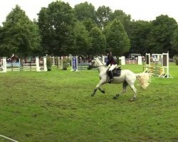 dressage horse Liliputs Geronimo (unknown, 2000)