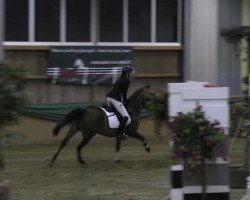 jumper Jodie My Girl (New Forest Pony, 2003, from Nieuwmoeds Patrick)