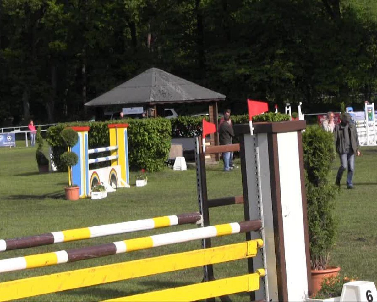 jumper Palm Beach 29 (Arab half breed / Partbred, 2001, from Ensor d'Eversam ox)