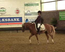 dressage horse Spike 85 (Pony without race description, 2002)