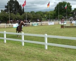 jumper Tristan 271 (Nederlands Welsh Ridepony, 2004, from Boomer)