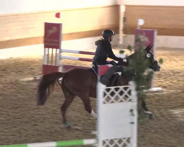 Springpferd Top One (Schweizerisches Reitpony, 2003, von Machno Carwyn)