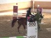 jumper Top One (Swiss Reitpony, 2003, from Machno Carwyn)