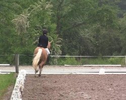 dressage horse Jonker's Bokito (Nederlands Welsh Ridepony, 2007, from Veenstra's Promise)