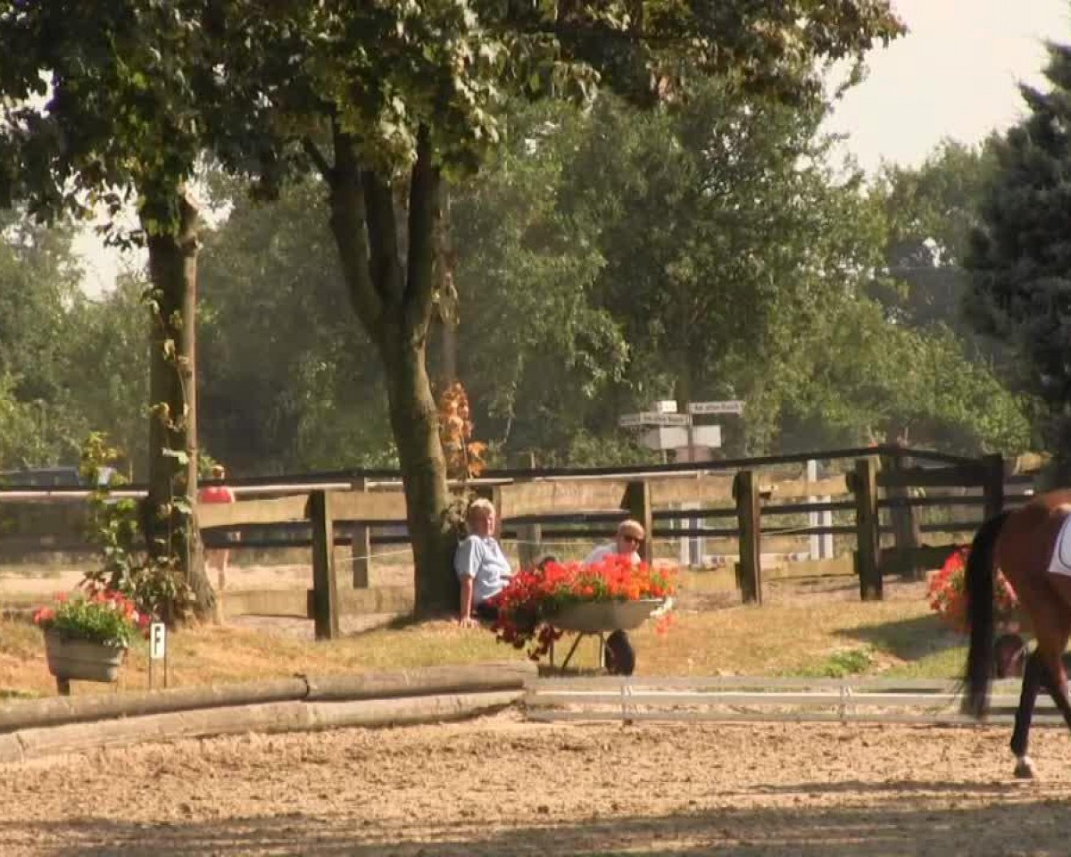dressage horse Pretorius 2 (KWPN (Royal Dutch Sporthorse), 1997, from Flemmingh)