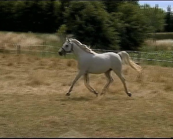 Pferd Nadir EAO (Vollblutaraber, 1997, von Saif 1993 EAO)