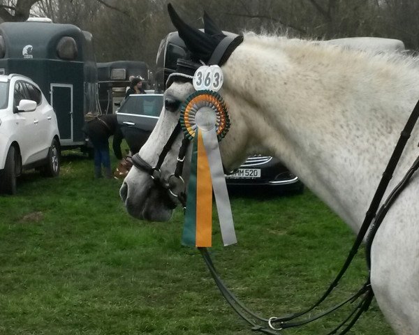 dressage horse Dörnberg's Pandor (German Riding Pony, 2000, from Pascha)