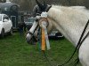 dressage horse Dörnberg's Pandor (German Riding Pony, 2000, from Pascha)