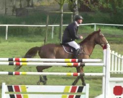 jumper Syrio (Belgian Warmblood, 1995, from Boy de la Barre II)