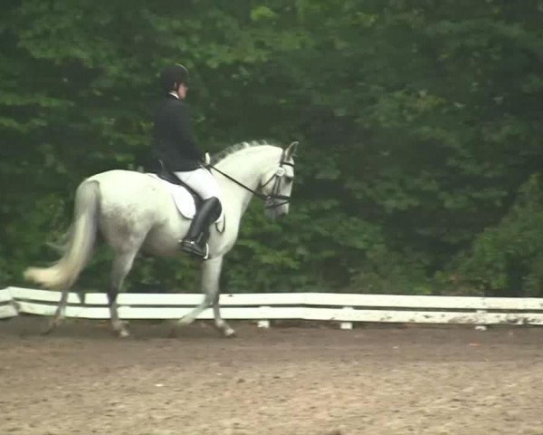 dressage horse Paladin 105 (unknown, 1999)