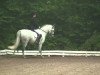 dressage horse Paladin 105 (unknown, 1999)