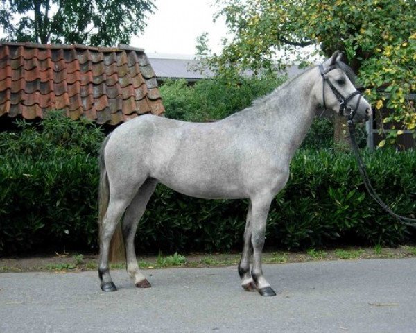 dressage horse Twyford Melinda (Welsh mountain pony (SEK.A), 2006, from Ceulan Lieutenant)