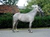 dressage horse Twyford Melinda (Welsh mountain pony (SEK.A), 2006, from Ceulan Lieutenant)